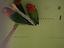 Immagine 6