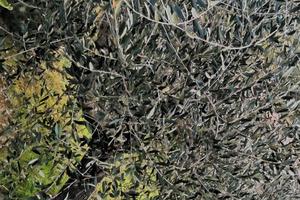 Uliveto in gestione in fabro