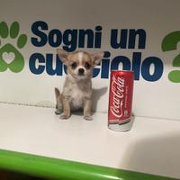 Chihuahua mini toy fulvo / bianco disponibile