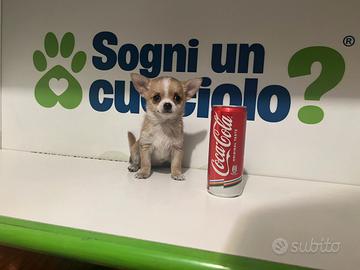 Chihuahua mini toy fulvo / bianco disponibile
