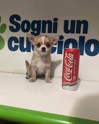 Chihuahua mini toy fulvo / bianco disponibile
