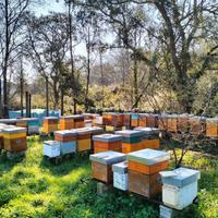 Famiglie api -/ nuclei api