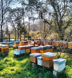 Famiglie api -/ nuclei api