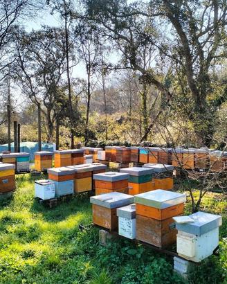 Famiglie api -/ nuclei api