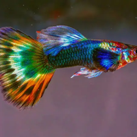 Guppy