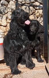 Cuccioli Crocker spaniel