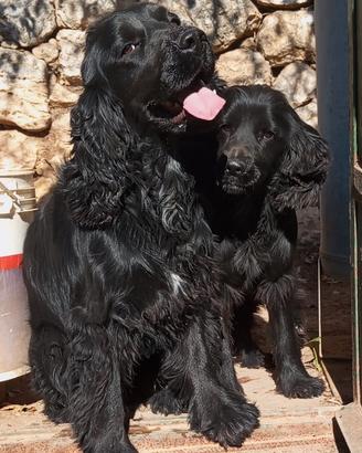 Cuccioli Crocker spaniel