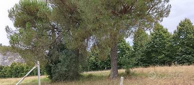 legna altofusto  da tagliare