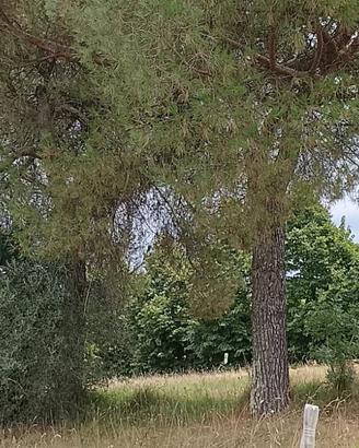 legna altofusto  da tagliare