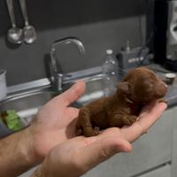 Barboncini mini toy per natale