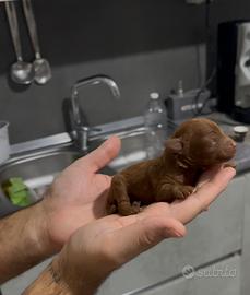 Barboncini mini toy per natale