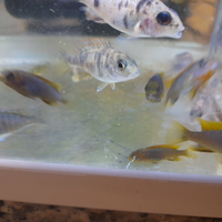 Coppie di ciclidi aulonocara o.b