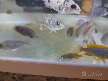 Coppie di ciclidi aulonocara o.b