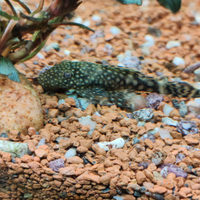 Ancistrus