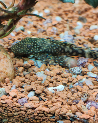 Ancistrus