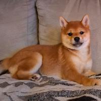 Shiba inu femmina con Pedegree Enci