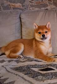 Shiba inu femmina con Pedegree Enci