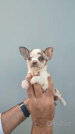 Cucciolata di chihuahua