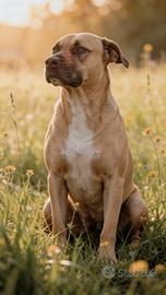 LAIKA 4 anni di resilienza