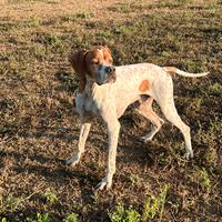 Cuccioli pointer