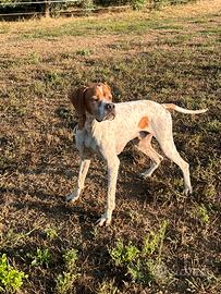 Cuccioli pointer