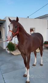 Cavallo