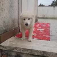 Cucciole di maremmano