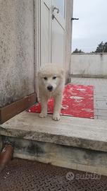 Cucciole di maremmano