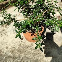 pianta di serissa per bonsai con vaso  alta 40 cm