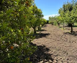 Terreno agricolo Ollastra