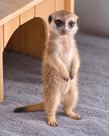 Cucciola di suricato
