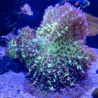 Rodactis Bounce verde viola