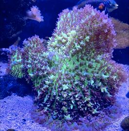 Rodactis Bounce verde viola