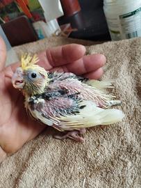 Calopsiti da imbecco