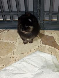 Pomerania