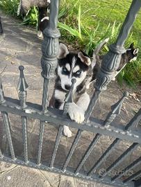 Splendidi cuccioli siberian husky