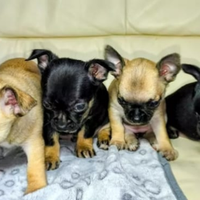 Cuccioli di chihuahua toy mini