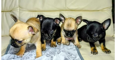 Cuccioli di chihuahua toy mini