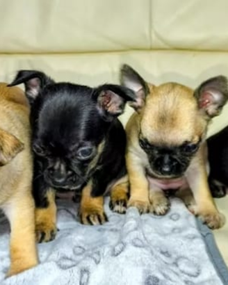 Cuccioli di chihuahua toy mini