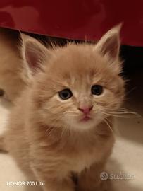 Maine Coon cucciolo