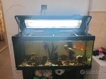 acquario 