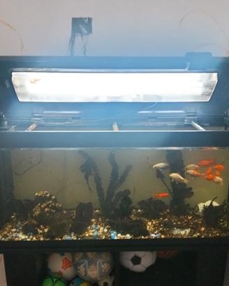 acquario 