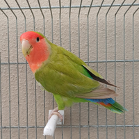 Roseicollis cannella