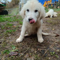 Cuccioli pastore maremmano