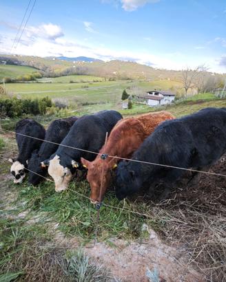 Incrocio angus