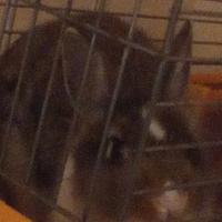 Coniglio compresa gabbia