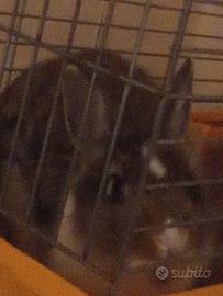 Coniglio compresa gabbia