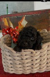 Barboncino toy maschio