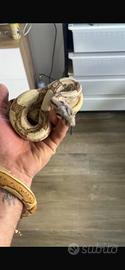 Boa constrictor imperator