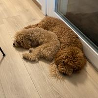 Barboncino maschio e femmina